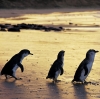 リトル・ペンギン、ビクトリア州、フィリップ島自然公園 © Phillip Island Nature Park