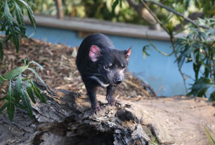 タスマニア州、ボノロング野生動物保護区、タスマニアン・デビル © Tourism Australia