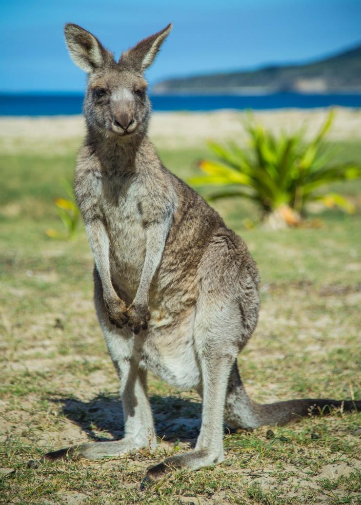 ニュー・サウス・ウェールズ州、サウス・コースト、ペブリー・ビーチ © Destination NSW