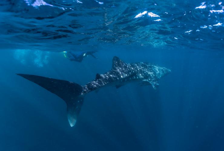 西澳州（Western Australia）寧格魯海洋公園（Ningaloo Marine Park）的鯨鯊©西澳州旅遊局