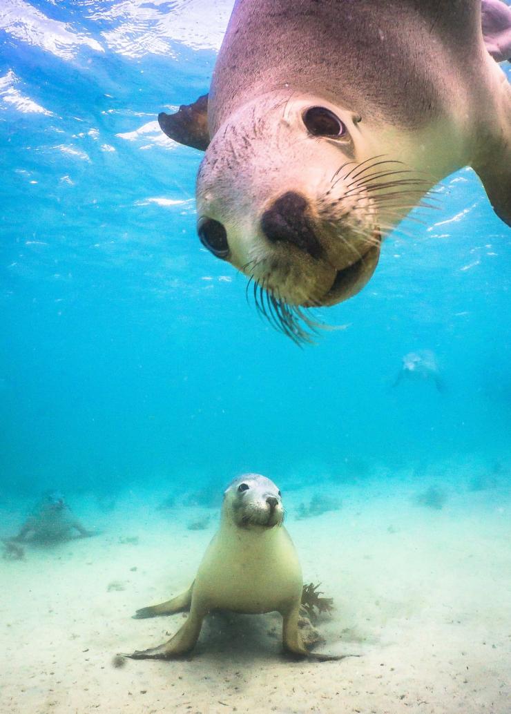 南澳州貝爾德灣的海獅©David Edgar