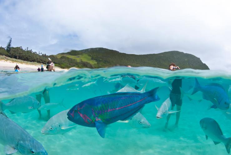 在新南威爾士州豪勳爵島的卡佩拉酒店（Capella Lodge）餵魚©Baillie Lodges