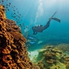 昆士蘭海龍島（Heron Island）的大堡礁©Paul Giggle，昆士蘭旅遊及活動推廣局
