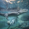 北領地達爾文鱷魚主題公園（Crocosaurus Cove）©澳洲旅遊局