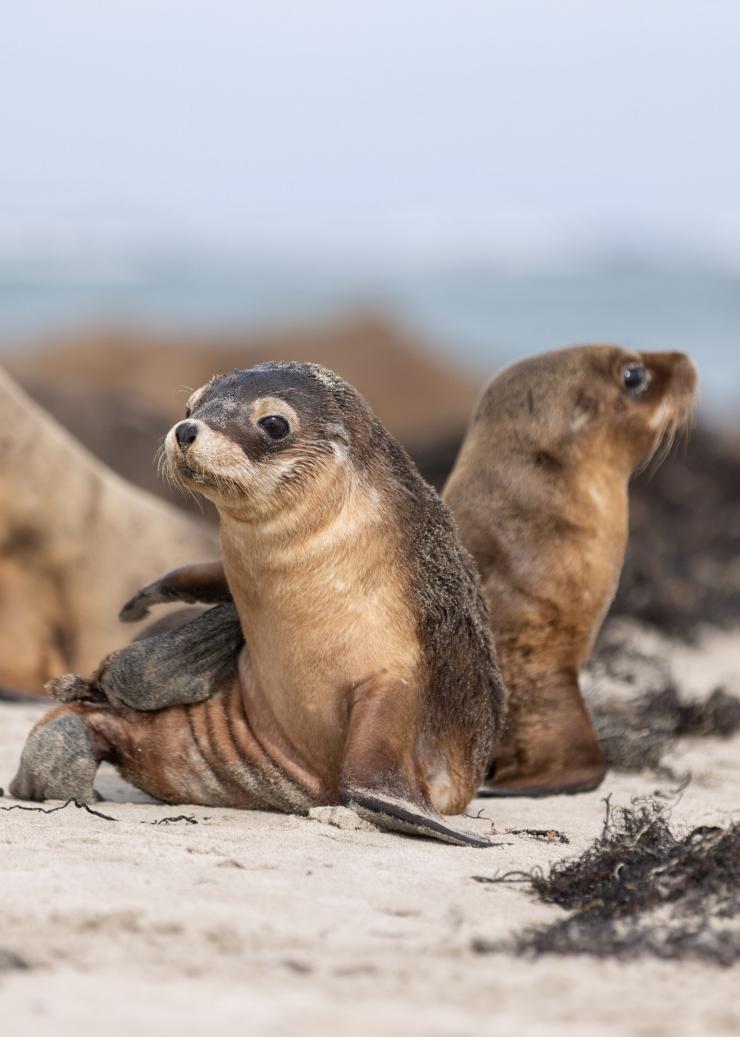 南澳州袋鼠島海豹灣保護公園©Kangaroo Island Tourism Alliance