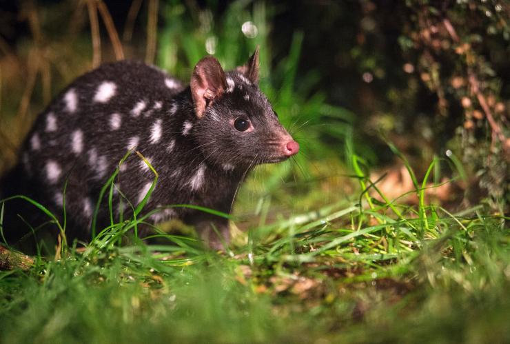 塔斯曼尼亞搖籃山國家公園Devils@Cradle動物保育園的斑點有尾袋鼬©Rob Burnett