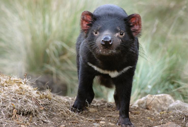 塔斯曼尼亞搖籃山國家公園的Devils@Cradle動物保育園©塔斯曼尼亞旅遊局
