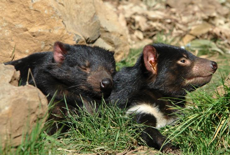 塔斯曼尼亞搖籃山國家公園的Devils@Cradle動物保育園©塔斯曼尼亞旅遊局/Kentish Council
