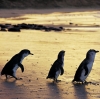 維多利亞（VIC）菲利普島自然公園（Phillip Island Nature Park）小企鵝（Little penguins）©菲利普島自然公園