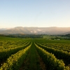 維多利亞州雅拉河谷的布隆酒莊（Bulong Estate Winery）©維多利亞旅遊局