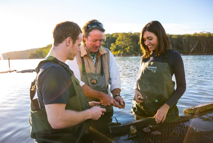 新南威爾士州潘布拉河（Pambula River）的Captain Sponge′s Magical Oyster Tour蠔場之旅©新南威爾士州旅遊局