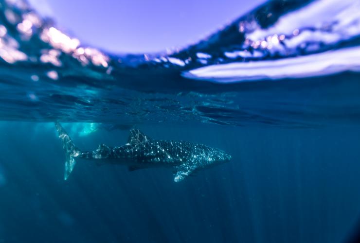 西澳州寧格魯珊瑚礁的寧格魯海洋公園（Ningaloo Marine Park）©西澳州旅遊局