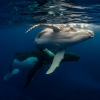 新南威爾士州杰維斯海灣（Jervis Bay）Dive Jervis Bay的座頭鯨©Dive Jervis Bay