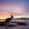西澳（WA）勒格蘭德角國家公園（Cape Le Grand National Park）幸運灣（Lucky Bay）袋鼠（Kangaroo）©西澳旅遊局