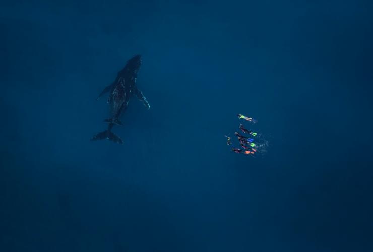 西澳州埃克斯茅斯（Exmouth）Live Ningaloo旅行團的座頭鯨觀賞體驗©Live Ningaloo/Ningaloo Aviation和Jacob Hill