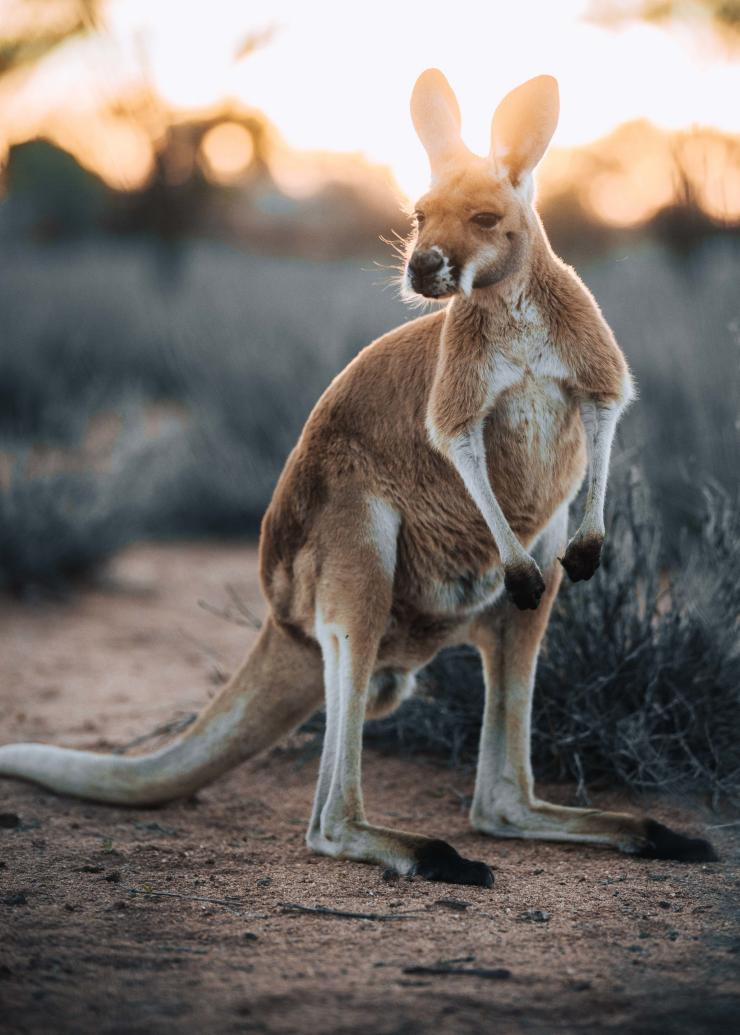 北領地（Northern Territory）的愛麗斯泉袋鼠保育中心（Alice Springs Kangaroo Sanctuary）©北領地旅遊局/Jordan Hammond
