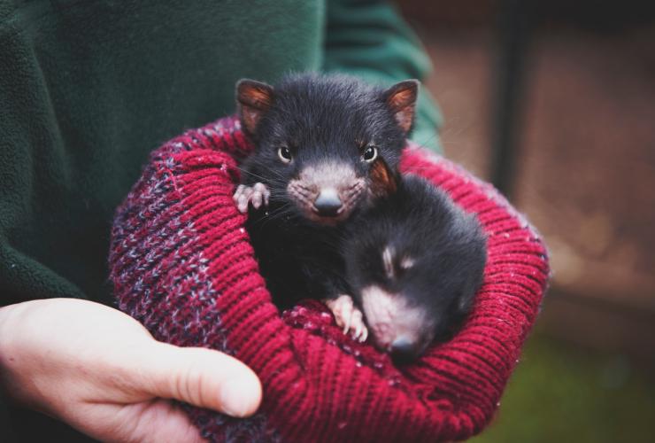 塔斯曼尼亞（Tasmania）飛翼野生動物公園（Wings Wildlife Park）的塔斯曼尼亞惡魔幼崽©飛翼野生動物公園/Lauren Bath