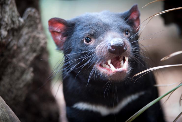塔斯曼尼亞（Tasmania）波諾朗野生動物公園（Bonorong Wildlife Park）的塔斯曼尼亞惡魔（學名為Sarcophilus harrisii）©塔斯曼尼亞旅遊局和Rob Burnett