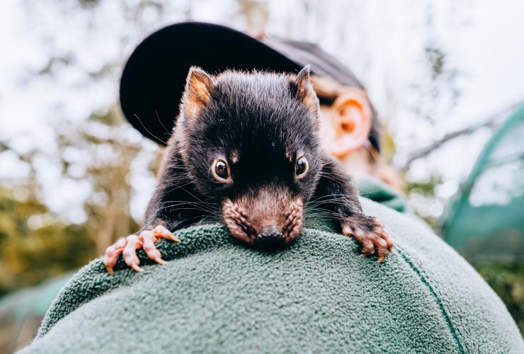 塔斯曼尼亞（Tasmania）的塔斯曼尼亞惡魔幼崽©Jewels Lynch