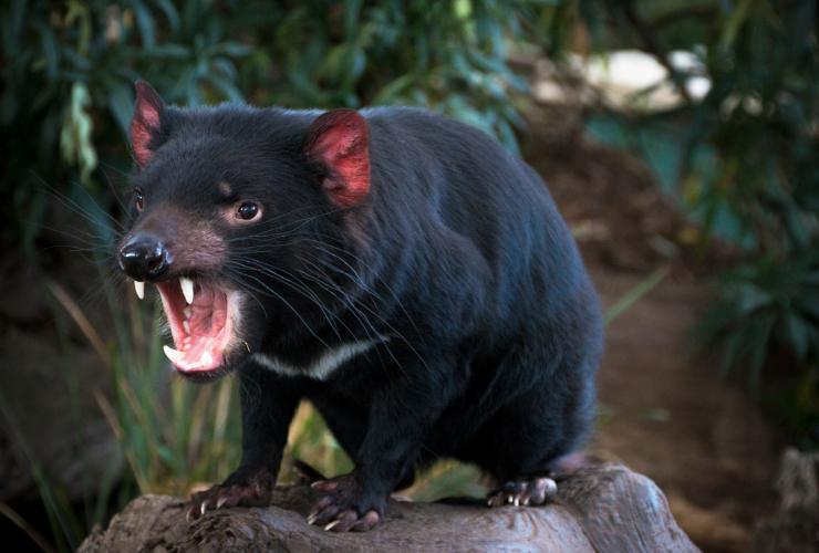 塔斯曼尼亞（Tasmania）波諾朗野生動物公園（Bonorong Wildlife Park）內的塔斯曼尼亞惡魔©Kathryn Leahy