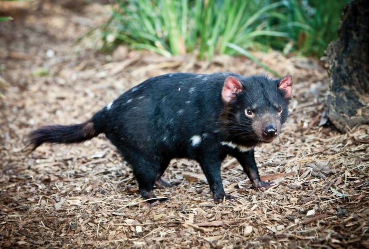 塔斯曼尼亞（Tasmania）塔拉納（Taranna）塔斯曼尼亞惡魔野生動物園保護區（Tasmanian Devil Unzoo）內的塔斯曼尼亞惡魔©塔斯曼尼亞旅遊局/Scott Sporleder和Matador