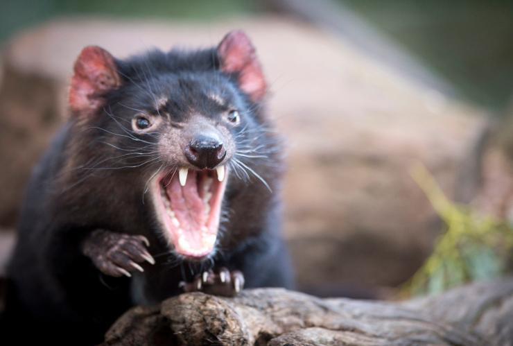 塔斯曼尼亞（Tasmania）波諾朗野生動物公園（Bonorong Wildlife Park）內的塔斯曼尼亞惡魔©塔斯曼尼亞旅遊局/Rob Burnett