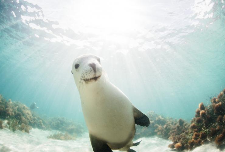 南澳州艾爾半島的Australian Coastal Safaris©Robert Lang Photography