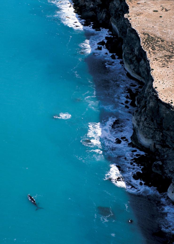 南澳州艾爾半島的大灣灣頭（Head of Bight）©南澳州旅遊局/Adam Bruzzone