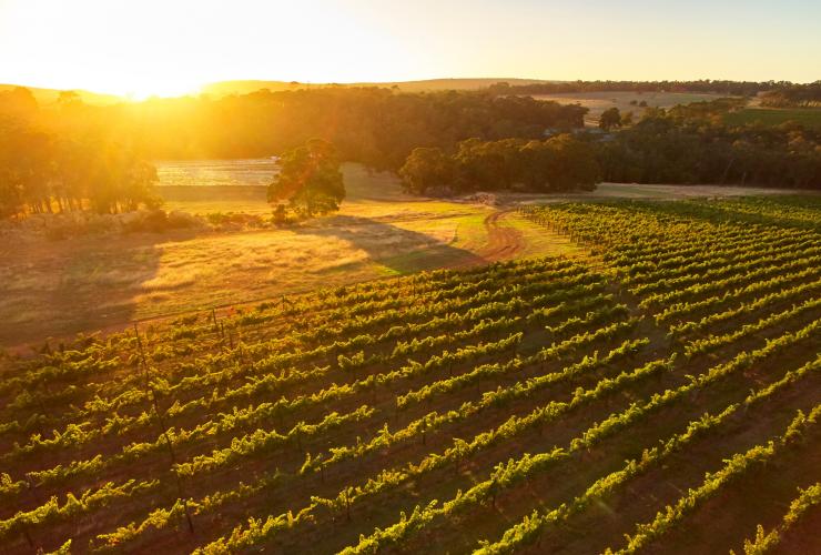 西澳州瑪格麗特河（Margaret River）的Amato Vino葡萄園©西澳州旅遊局