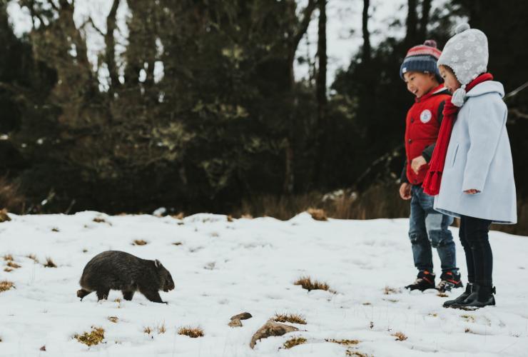 塔斯曼尼亞搖籃山國家公園（Cradle Mountain National Park）的Devils@Cradle動物保育園©Laura Helle
