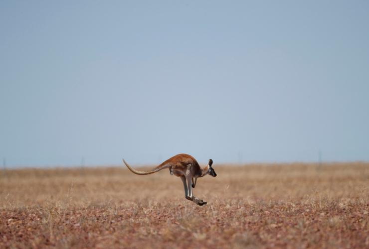 昆士蘭州（Queensland）伊爾弗勒科姆（Ilfracombe）©昆士蘭旅遊及活動推廣局